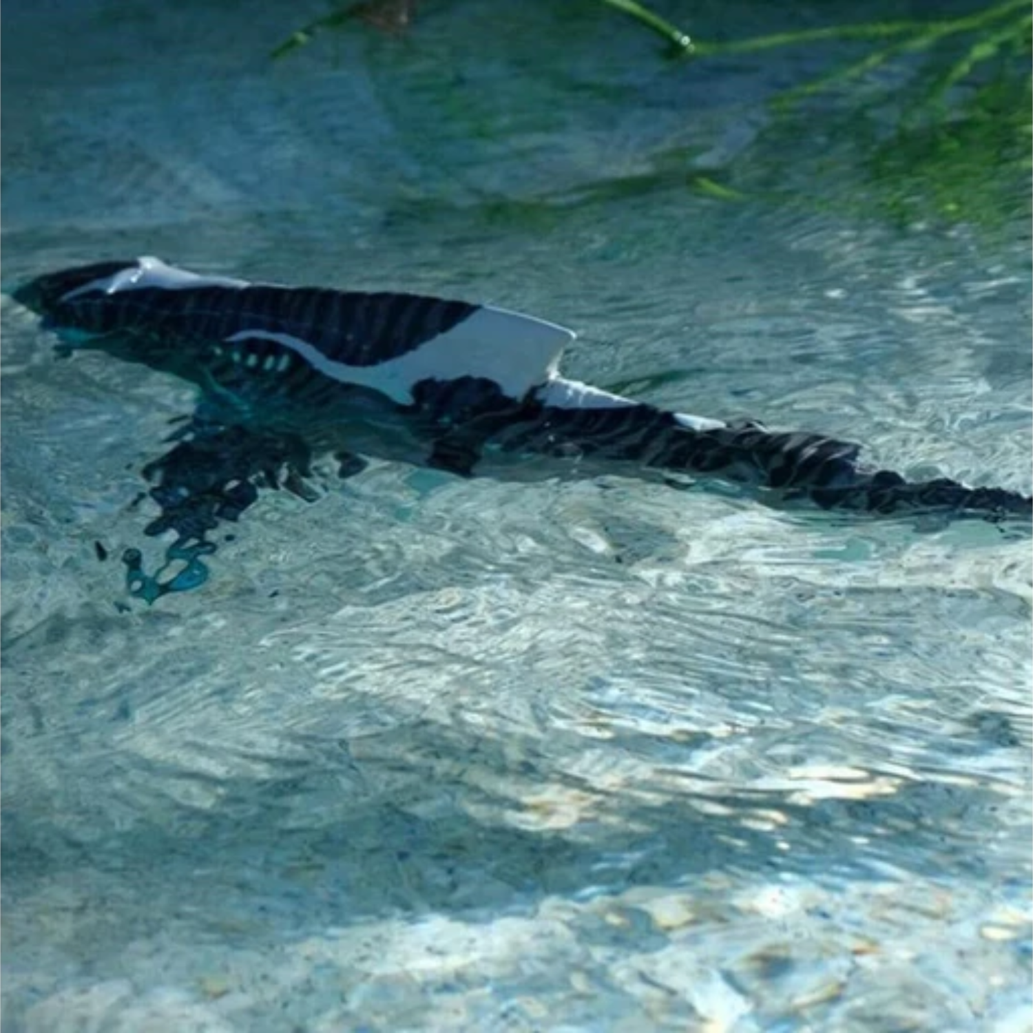 The Way of Water World of Pandora Remote Control Akula Fish Play Movie Gift